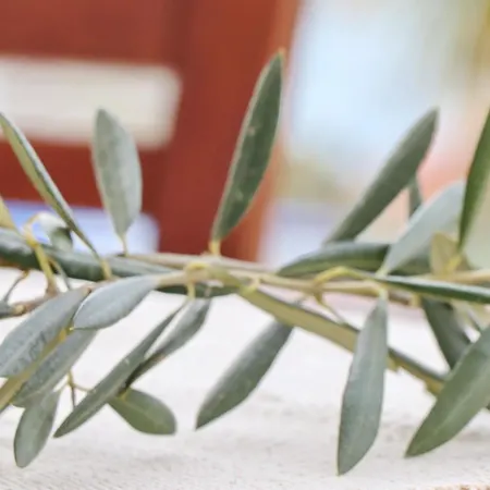 Semesterbostad Rosemary